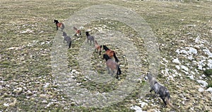 Epic Aerial Over Large Herd Of Wild Horses Running Galloping In Wild Nature Slow Motion Through Meadow Golden Hour Horse