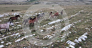 Epic Aerial Over Large Herd Of Wild Horses Running Galloping In Wild Nature Slow Motion Through Meadow Golden Hour Horse