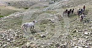 Epic Aerial Over Large Herd Of Wild Horses Running Galloping In Wild Nature Slow Motion Through Meadow Golden Hour Horse