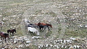 Epic Aerial Over Large Herd Of Wild Horses Running Galloping In Wild Nature Slow Motion Through Meadow Golden Hour Horse