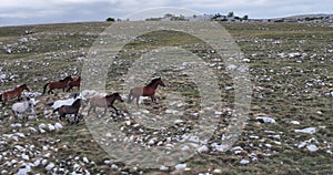 Epic Aerial Over Large Herd Of Wild Horses Running Galloping In Wild Nature Slow Motion Through Meadow Golden Hour Horse