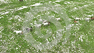 Epic Aerial Over Large Herd Of Wild Horses Running Galloping In Wild Nature Slow Motion Through Meadow Golden Hour Horse