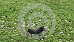 Epic Aerial Over Large Herd Of Wild Horses Running Galloping In Wild Nature Slow Motion Through Meadow Golden Hour Horse