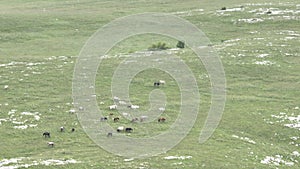 Epic Aerial Over Large Herd Of Wild Horses Running Galloping In Wild Nature Slow Motion Through Meadow Golden Hour Horse