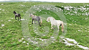 Epic Aerial Over Large Herd Of Wild Horses Running Galloping In Wild Nature Slow Motion Through Meadow Golden Hour Horse