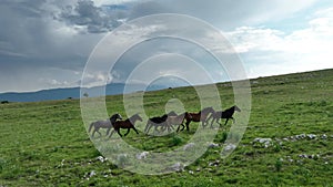 Epic Aerial Over Large Herd Of Wild Horses Running Galloping In Wild Nature Slow Motion Through Meadow Golden Hour Horse