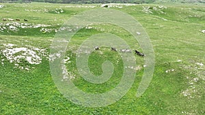 Epic Aerial Over Large Herd Of Wild Horses Running Galloping In Wild Nature Slow Motion Through Meadow Golden Hour Horse