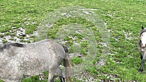 Epic Aerial Over Large Herd Of Wild Horses Running Galloping In Wild Nature Slow Motion Through Meadow Golden Hour Horse