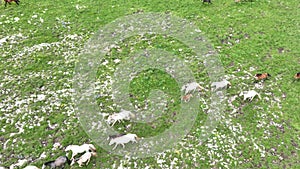 Epic Aerial Over Large Herd Of Wild Horses Running Galloping In Wild Nature Slow Motion Through Meadow Golden Hour Horse