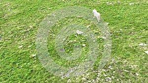 Epic Aerial Over Large Herd Of Wild Horses Running Galloping In Wild Nature Slow Motion Through Meadow Golden Hour Horse