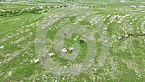 Epic Aerial Over Large Herd Of Wild Horses Running Galloping In Wild Nature Slow Motion Through Meadow Golden Hour Horse