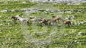 Epic Aerial Over Large Herd Of Wild Horses Running Galloping In Wild Nature Slow Motion Through Meadow Golden Hour Horse