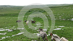 Epic Aerial Over Large Herd Of Wild Horses Running Galloping In Wild Nature Slow Motion Through Meadow Golden Hour Horse