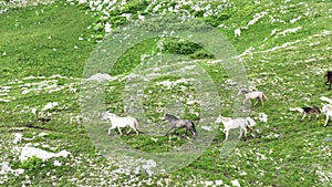 Epic Aerial Over Large Herd Of Wild Horses Running Galloping In Wild Nature Slow Motion Through Meadow Golden Hour Horse