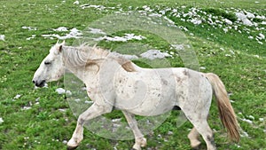 Epic Aerial Over Large Herd Of Wild Horses Running Galloping In Wild Nature Slow Motion Through Meadow Golden Hour Horse