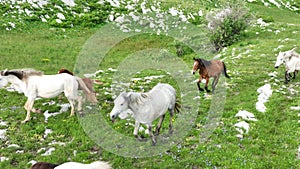 Epic Aerial Over Large Herd Of Wild Horses Running Galloping In Wild Nature Slow Motion Through Meadow Golden Hour Horse