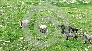 Epic Aerial Over Large Herd Of Wild Horses Running Galloping In Wild Nature Slow Motion Through Meadow Golden Hour Horse