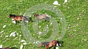 Epic Aerial Over Large Herd Of Wild Horses Running Galloping In Wild Nature Slow Motion Through Meadow Golden Hour Horse