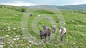 Epic Aerial Over Large Herd Of Wild Horses Running Galloping In Wild Nature Slow Motion Through Meadow Golden Hour Horse