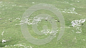 Epic Aerial Over Large Herd Of Wild Horses Running Galloping In Wild Nature Slow Motion Through Meadow Golden Hour Horse