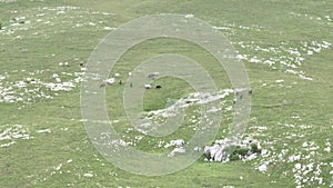 Epic Aerial Over Large Herd Of Wild Horses Running Galloping In Wild Nature Slow Motion Through Meadow Golden Hour Horse