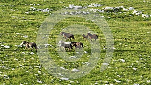 Epic Aerial Over Large Herd Of Wild Horses Running Galloping In Wild Nature Slow Motion Through Meadow Golden Hour Horse