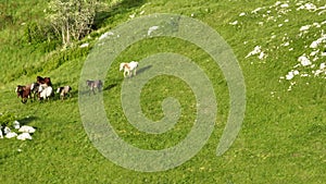 Epic Aerial Over Large Herd Of Wild Horses Running Galloping In Wild Nature Slow Motion Through Meadow Golden Hour Horse