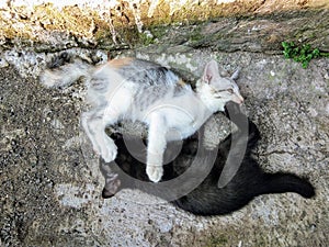 An epic battle between two brothers