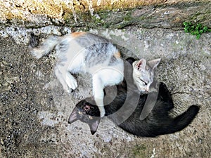 An epic battle between two brothers