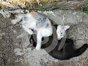 An epic battle between two brothers