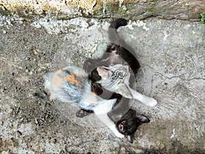 An epic battle between two brothers