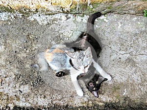 An epic battle between two brothers