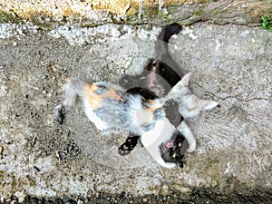 An epic battle between two brothers