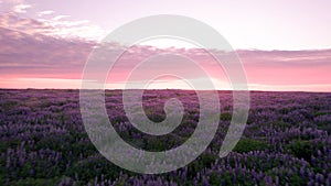 Epic Beautiful Low Aerial Flight Over Purple Lupines Flowers Field During Pink Colorful Sunriset