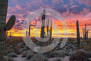 Epic Desert Sunset With Cactus in Phoenix AZ  Area