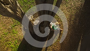 Epic drone twist shot along high cypress trunk reveling traveler woman with map