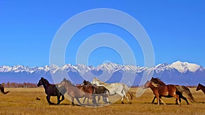 Epic large herd of wild horses running galloping in wild nature.Super slow motion through meadow wild group horses.Brown