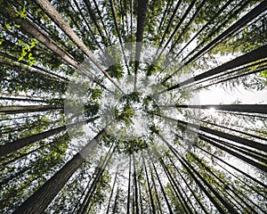 Epico natura angolo fisso su sul alberi 