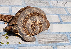 Epic pic tortoise walk slowly