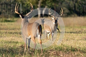 Epic showdown between two huge whitetail bucks