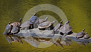 Epic social distancing failure among turtles