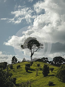 Epic tree at the top of a green beautiful hill