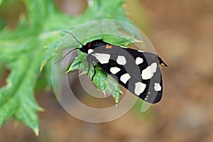 Epicallia villica or Arctia villica , the cream-spot tiger moth , Moths of iran photo