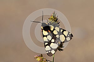 Epicallia villica or Arctia villica , the cream-spot tiger moth , Moths of iran photo