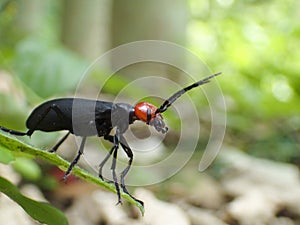 Epicauta gorhami Marseul