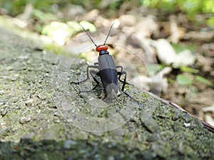 Epicauta gorhami Marseul