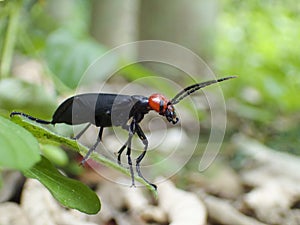 Epicauta gorhami Marseul