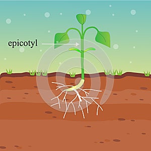 The epicotyl of plant