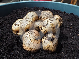 Epicure potatoes harvested from a pot - container gardening photo