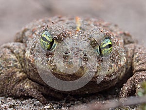 Epidalea calamita